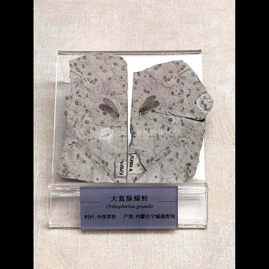 1530927852483013111.jpg ReHe_01.jpg